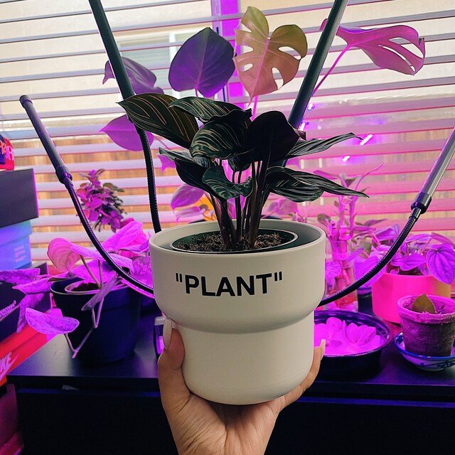 http://hypedart.com/cdn/shop/products/plant-planter-medium-624911_1200x1200.jpg?v=1661291159