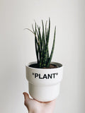 "Plant" Planter (Medium) - Hyped Art